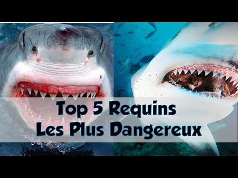 Top 5 Des Requins Les Plus Dangereux