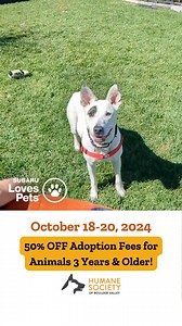 Humane Society of Boulder Valley on Reels