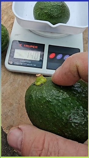 Avocado selection for export