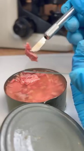 Microplastics in CANNED TUNA!? #tuna #fish #pollution #plastic #waste #microscope #microplastics #keepouroceansclean #clean | Oneminmicro