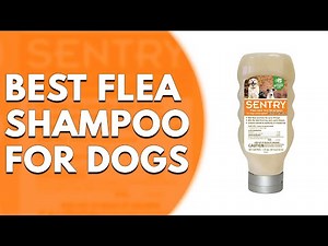 3 Best Flea Shampoo for Dogs: Our Top Picks That Eliminate Fleas Fast