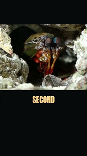 How a Mantis Shrimp creates a cavitation bubble 🫧 #science #ocean #physics