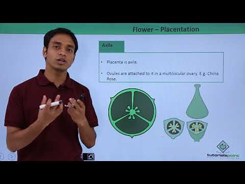Class 11th – Flower – Placentation | Morphology of Flowering Plants | Tutorials Point