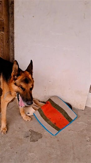 dog Vlog short video studio#please #like and subscribe