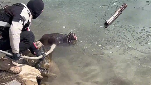 Passerby rescues drowning monkey from frozen river in China