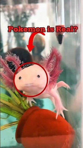 Real Animals That Could Be Pokémon in Real Life