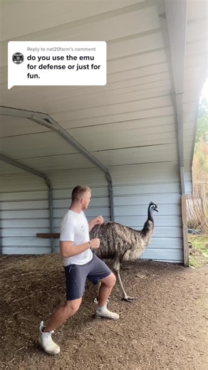 Dealing with Emus: What to Do If You Get Attacked