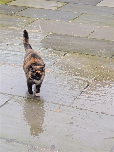 Rescue Cat Finds Shelter and Comfort from Rain