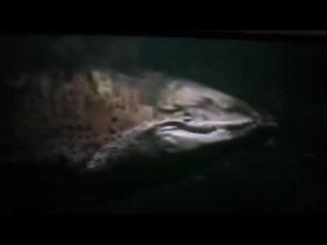 dinosaur train descoveries deinosuchus and Pteranodon migration