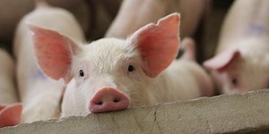 Do You Know These Historically Important Animals?