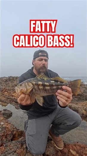 Catching Big Calicos All Day Every Day! #calicobass #fishing #bassfishing