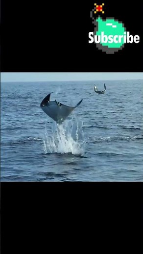 The Real Pokemon Mantine ~ #pokemon #pokemonchannel #pokemonshorts #gamingshorts #gaming