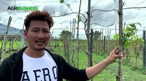 Grapes sa Pinas? Yes, 100% possible! #Agribusiness | Agribusiness
