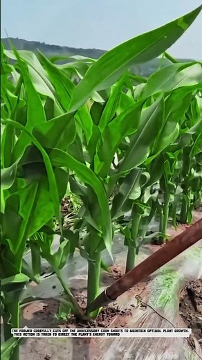 Optimal Corn Secret: Farmer Pruning Shoots for Maximum Growth #AgriculturalInnovation