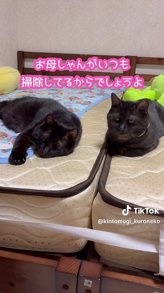 むぎちゃんショッピング - 猫の毛の紹介