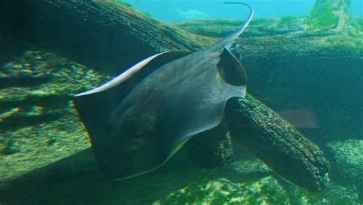 Best zoos in the country ranked by USA Today 10Best. Did Brevard Zoo make the list?