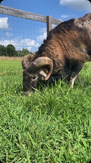 🏠🐏 Clyde is home! After three nights at the vet hospital, he was healing well enough to come home. He’s still on pain meds and antibiotics and he’ll be getting regular eye rinses, but he’s here! 🐏 He has his own pasture (sort of. He’s bunking with our Cornish Cross 🐓🐓🐓🐓🐓 crew). He’ll go for a recheck in two weeks to see if he’s healed enough for surgery. In the meantime, he’s munching on grass and learning his new surroundings. We’ve raised enough to cover his emergency vet visit and hos