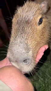 #alligator #everglades #animals #nature #funnyvideos #python #Adventure #florida #yoink #wildlife #reptiles #conservation #environment #educational #WildlifePhotography #cute #explore #southflorida #viral #colombia #anaconda #educationalcontent | Garrett Galvin