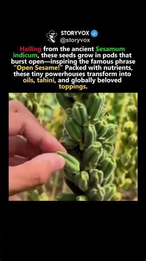 Sesame Seeds
