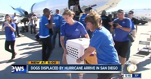 Dogs displaced by hurricane arrive in San Diego