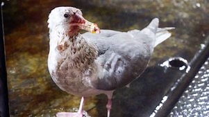 Deadliest Catch: Season 18 Episode 19 Avian Apocalypse