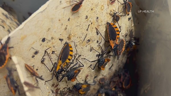 'Kissing bug' | CDC warns people of deadly bug that is native to Indiana
