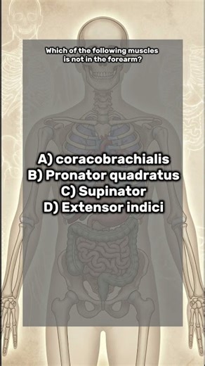 Anatomy Quiz Challenge | How many can you get right? #fyp #medicine #quiz #research