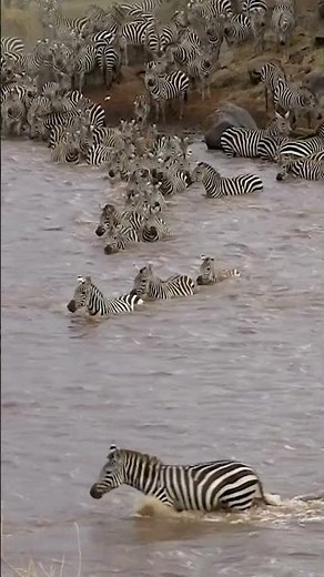 Can Zebras Really Swim?