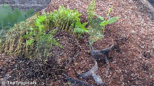 ✍️ From seed to fruit. How to grow #Loquat from seeds, step-by-step...