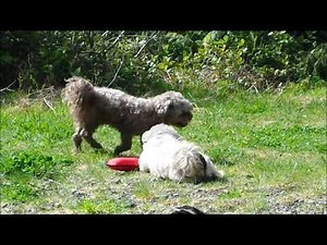 Teddy Bear Picnic on the Beach with our 3 adult Zuchon dogs (also called Shichon or Shih Tzu Bichon)