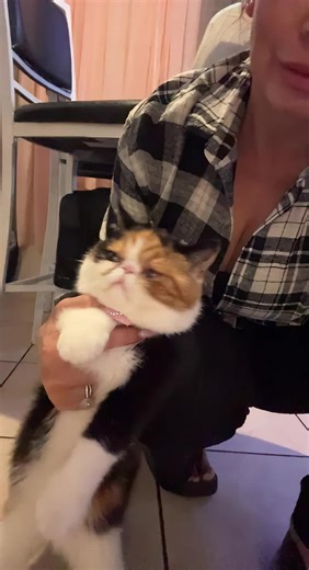 Dog and cat sitter nanny on TikTok