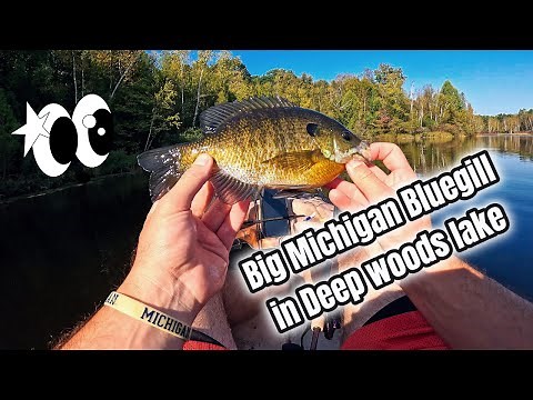 Big Michigan Bluegill in Deep Woods Lake