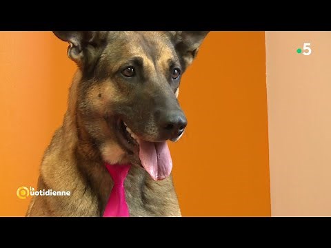 Comment adopter son animal dans un refuge ?