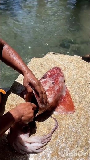 Epic Squid & Crab Catching Adventure | MN Fishing World #reels #tranding #explore