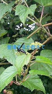 何種類の蜂がいるでしょう？