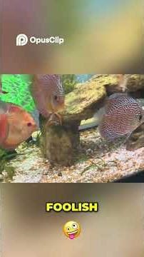 Discus Water Changes Complete #discus #aquarium #aquariumhobby