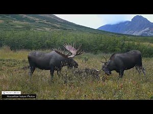 Top Ten Biggest Bull Moose, Counting Them Down #moose #wildlife