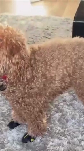 ‏POV: Trying my new shoes! #fyp #funny #explorepage #cockapoo #dog