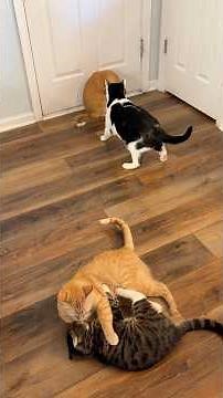 Welcome to dinner time with the wonky family! #cats #charliebear #wobblycat