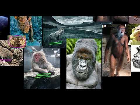 Introduction to Human Evolution | Khan Academy