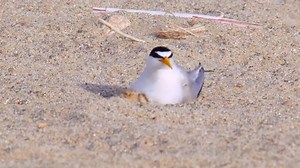 Know the cues to help birds. Beachgoers often can't tell the difference between a bird that is simply sitting on the sand and one that is tending eggs, a nest, or chicks. But certain signals and behaviors indicate the presence of nesting birds. Nesting birds will often call loudly, dive-bomb perceived intruders, or feign injury to lead you away from the nest. If you see any of these behaviors, move away from the birds until they no longer seem agitated. Learn more and get other tips on how to he