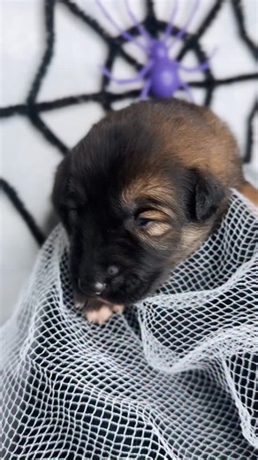 14 reactions |  Oksana x Kenai “Finding Nemo Litter”  2 weeks old tomorrow 殺️ | Dogs in Wolfsuits | Facebook