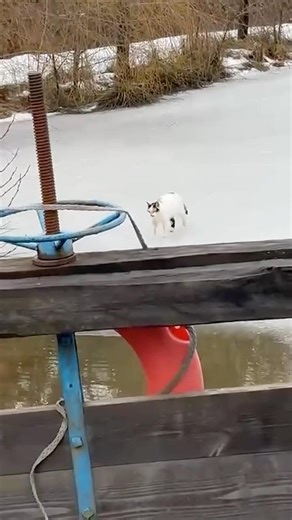 Cat on ice🧊🐈‍⬛#cat #ice