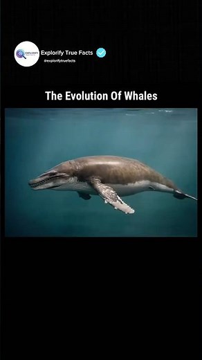 50 Million Years of Whale Evolution
