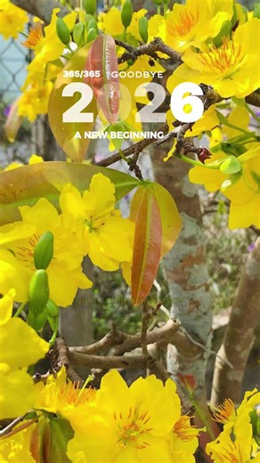 Welcome Tết 2026 #tet2026 #tetnguyendan #tetbinhan