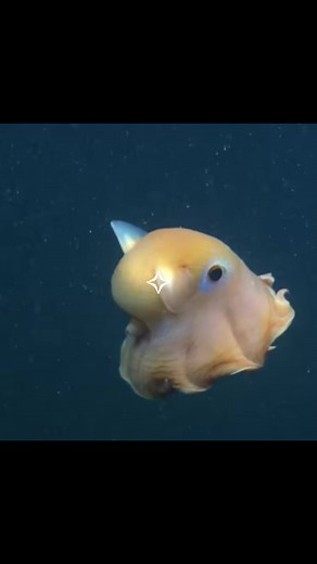 Flapjack octopus! These usually swim by pulsing their webbed arms, similarly to a jellyfish ☆ || This is a collab with @✮ ! Be sure to follow them :) #flapjackoctopus #octopus #squid #edit #seaanimals #marineanimals #marinelife #marinebiology #oceancore #oceanlife #ocean #sealife #savetheoceans #fyp