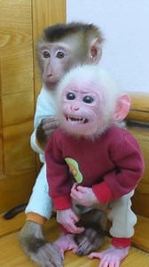 Baby Monkey Poki Making Strange Facial Expression | Baby Monkey TV3