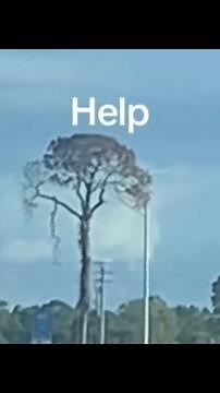 If You See This Tree Your Day Is Ruined…