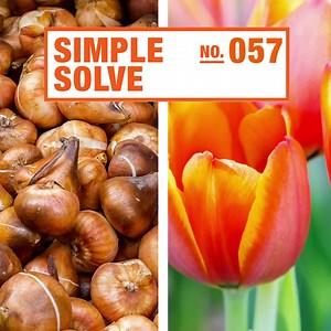 1.8K views · 14 reactions | Planting bulbs in the Fall will give you beautiful blooms in the Spring! Check out our steps on how to get the best results: cur.lt/bm8wsim5b | The Home Depot | Facebook
