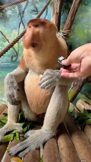 Proboscis Monkey | Proboscis Monkey Amazing video.#Chimelong #MonkeyNakula #funny #ytshorts #shorts #animals #nakula | Instagram